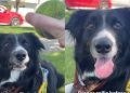 Border Collie’s Reaction Before & After Seeing Ball Goes Viral
