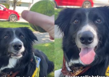 Border Collie’s Reaction Before & After Seeing Ball Goes Viral