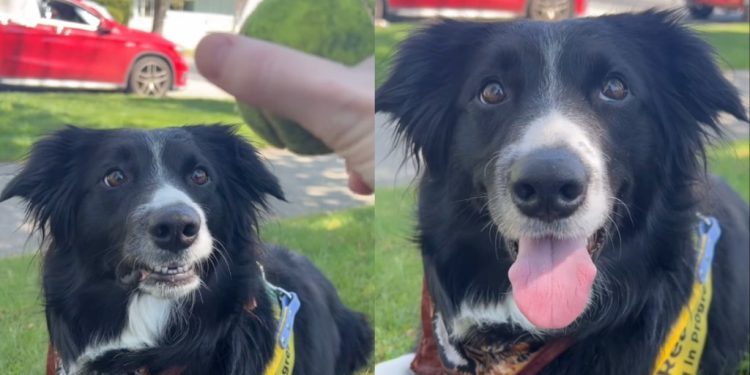 Border Collie’s Reaction Before & After Seeing Ball Goes Viral