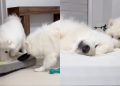 Owner Shows What Life With Two Samoyeds Looks Like