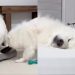 Owner Shows What Life With Two Samoyeds Looks Like