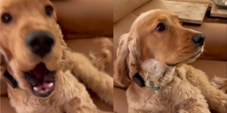 Puppy Rings Bell to Politely Remind Owner of Walk Time