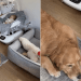Golden Retriever Chooses To Sleep Close to the Baby Over Anywhere Else