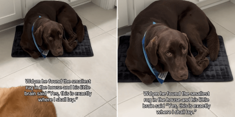 Dog Squeezes Into the Smallest Rug at Home Even Though He’s Too Big to Fit