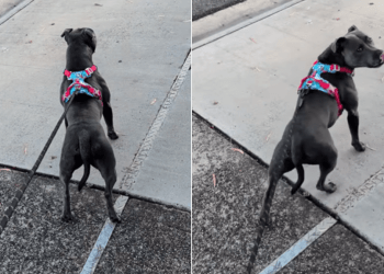 Dog Eagerly Waits for Neighbor Who Spoils Her With Pats on Her Walks