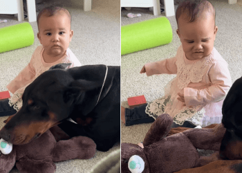 Big Dog Shows up for ‘Overwhelmed’ Little Baby & Rests Next to Her