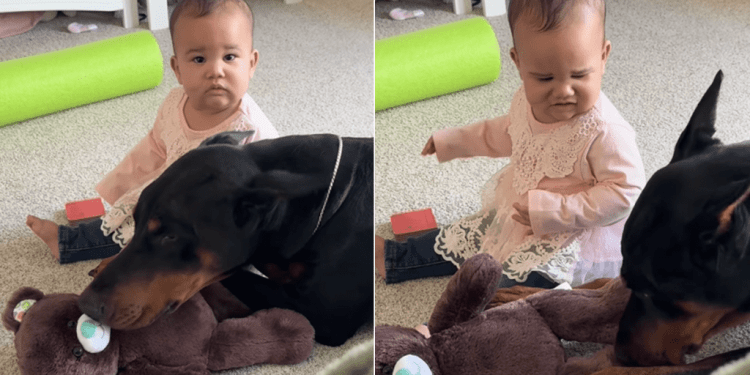 Big Dog Shows up for ‘Overwhelmed’ Little Baby & Rests Next to Her