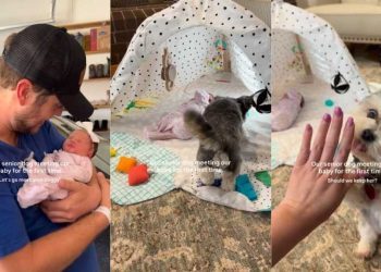 Senior Dog Is Gentle With the Baby but Throws in a Side Eye Sometimes