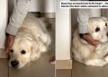 Dog Expresses Love by Blocking Door When Someone’s Leaving
