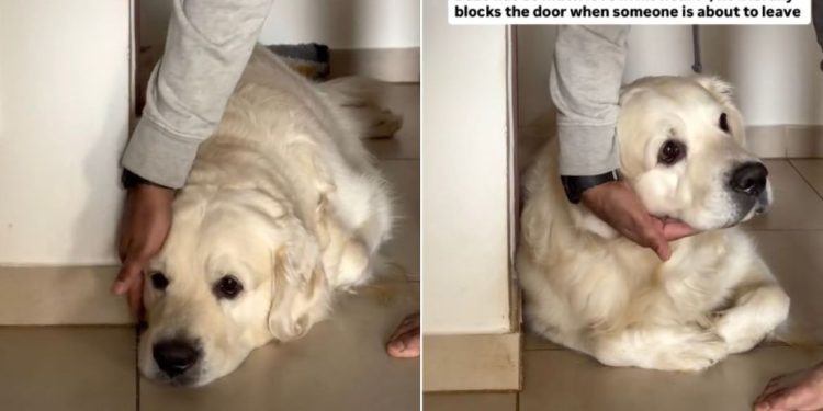 Dog Expresses Love by Blocking Door When Someone’s Leaving