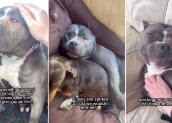 Rescue Dog Once Scared To Be Touched Now Demands Belly Rubs & Cuddles