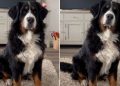 Dog Makes Little Stomps To Respond to Owner’s Questions