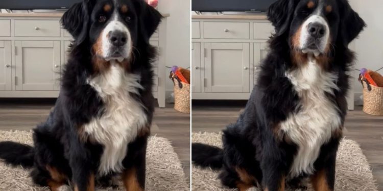Dog Makes Little Stomps To Respond to Owner’s Questions