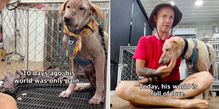 Rescue Dog Living in ‘Fear’ Finally Experiences a World Full of Love