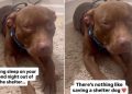 Dog Leaves Shelter but Fears Closing Her Eyes Might Make It All Go Away