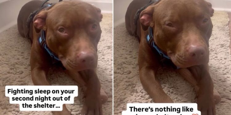 Dog Leaves Shelter but Fears Closing Her Eyes Might Make It All Go Away