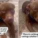 Dog Leaves Shelter but Fears Closing Her Eyes Might Make It All Go Away