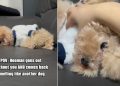 Tiny Dog Stops Being Upset With Owner for ‘Massage’