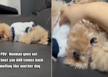 Tiny Dog Stops Being Upset With Owner for ‘Massage’