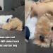 Tiny Dog Stops Being Upset With Owner for ‘Massage’