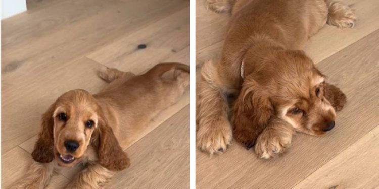 Dog Gives off ‘Main Character Energy’ While Splooting