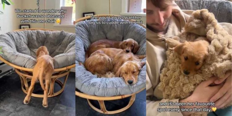 Golden Retriever Still Loves the Chair She Shared With Dad on Day One
