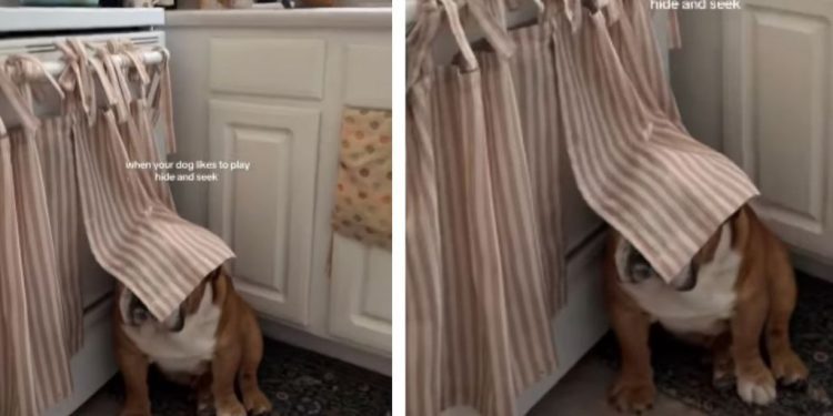 Dog Covers Only Face While Playing Hide & Seek With Owner