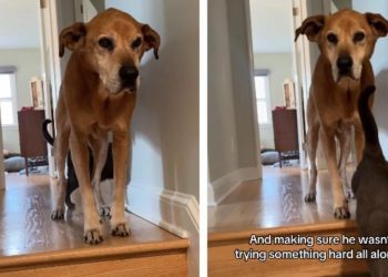 Cat Encourages & Helps Senior Dog To Get Down the Stairs