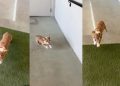 Bulldog Puppy Loves To Play ‘Parkour’ With Owner