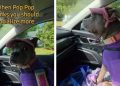 Dog Reacts to Dad Telling Her She Should Socialize More