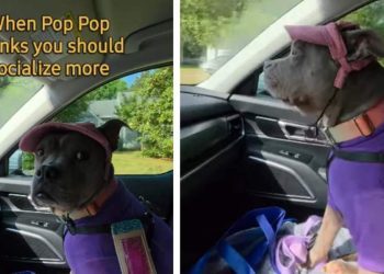 Dog Reacts to Dad Telling Her She Should Socialize More