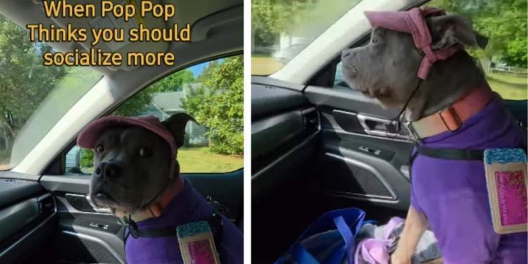 Dog Reacts to Dad Telling Her She Should Socialize More