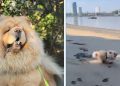 Dog Teaches Amazing Lessons on How To Slow Down & Enjoy Life