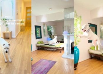 Deaf Dog Jumps Around, Too Excited & Proud To Show Mom His Tricks