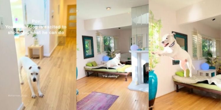 Deaf Dog Jumps Around, Too Excited & Proud To Show Mom His Tricks