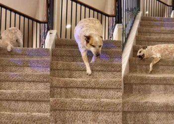 Dog Adorably Takes Multiple Rests While Coming Down Stairs