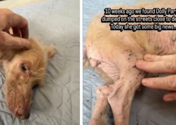 Dog Once Dumped on the Streets Gets Spoiled Until She Finds a Loving Mom
