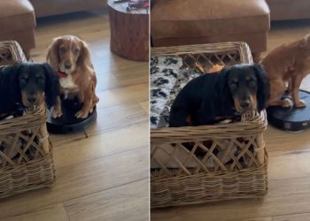 Dog Hilariously Takes Over Vacuum Cleaner at Home