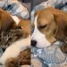 Dog Watches TV While Cuddling With Cat Sibling