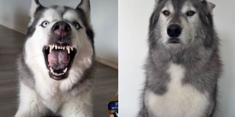 Husky Is Not Ready To Share Birthday Presents With Brothers