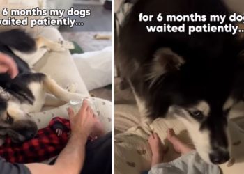 Dogs Wait Patiently for Months for Babies To Grow up & Love Them Back