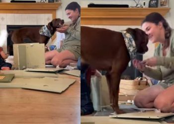 Dog Just Wants To Help Mom & Little Baby, Showers Them With Kisses