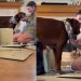 Dog Just Wants To Help Mom & Little Baby, Showers Them With Kisses