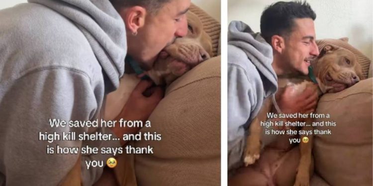 Rescue Dog Saved From Shelter Finds New Life & Thanks Dad With Kisses