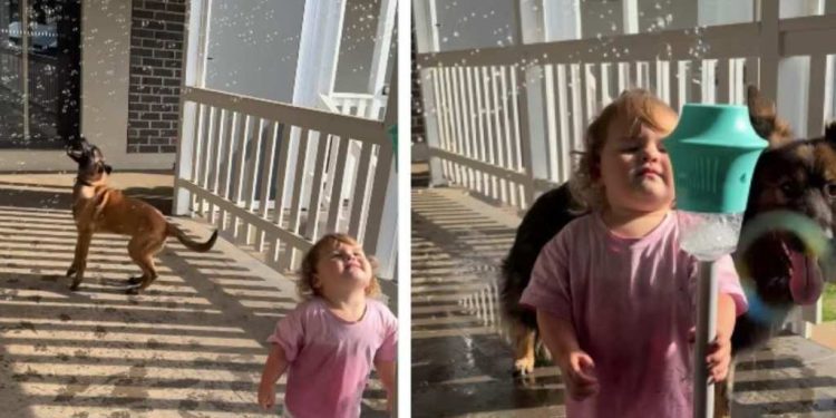 Dogs Joining Little Girl To Play With Bubbles Is Where Fun Meets Chaos