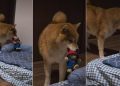 Dog Gives Side Eye to Owner for Misplacing His Toy
