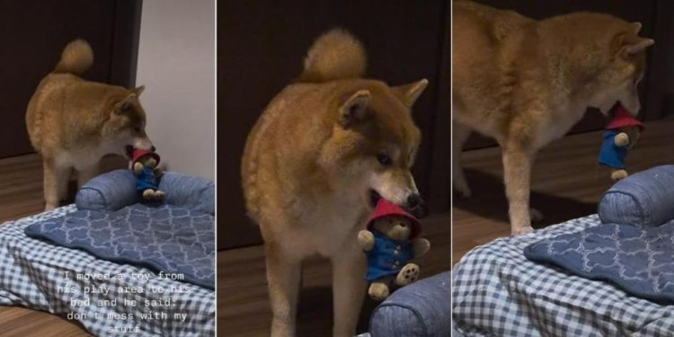 Dog Gives Side Eye to Owner for Misplacing His Toy