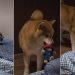 Dog Gives Side Eye to Owner for Misplacing His Toy