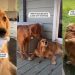 Golden Retriever Has a Unique Way of Getting Along With Everyone