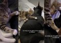 This Dog & Cat Have the Kind of Bond You Read About in Books